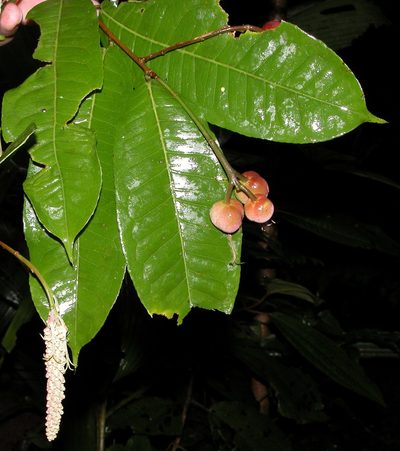 Mabea occidentalis, photographed by Eduardo Chacón Madrigal