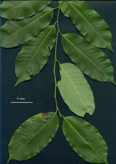 Mabea occidentalis, photographed by Eduardo Chacón Madrigal