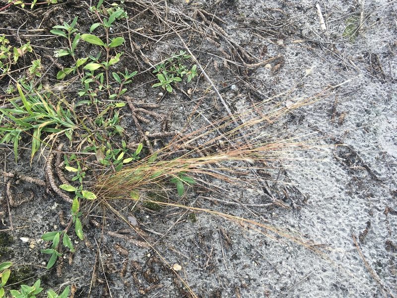 Schizachyrium gracile, photographed by Jade Fortnash