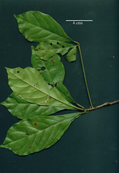 Terminalia amazonia, photographed by Eduardo Chacón Madrigal