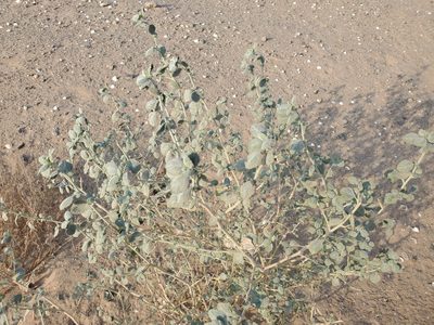 Dicoria canescens, photographed by Bob Miller