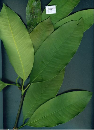 Garcinia madruno, photographed by Eduardo Chacón Madrigal