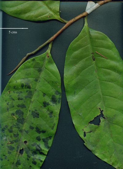 Otoba novogranatensis, photographed by Eduardo Chacón Madrigal