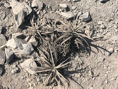 Tillandsia latifolia, photographed by capacoscar