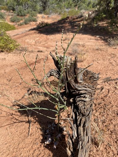 Eriogonum zionis, photographed by Matt Berger