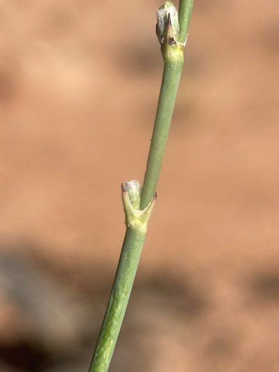 Eriogonum zionis, photographed by Matt Berger