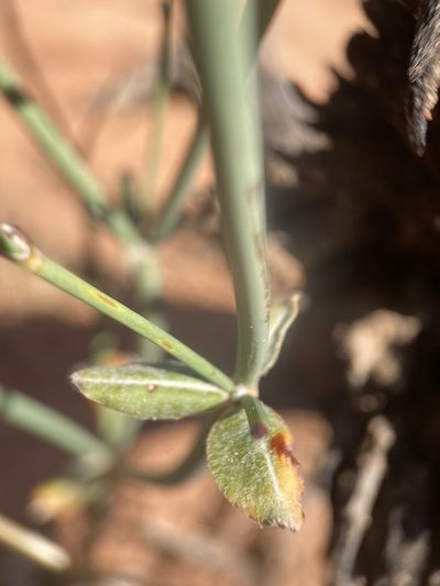 Eriogonum zionis, photographed by Matt Berger