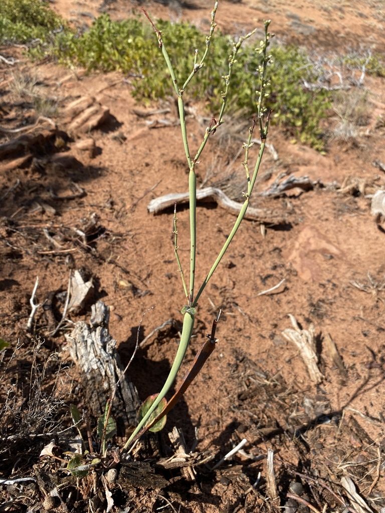 Eriogonum zionis, photographed by Matt Berger