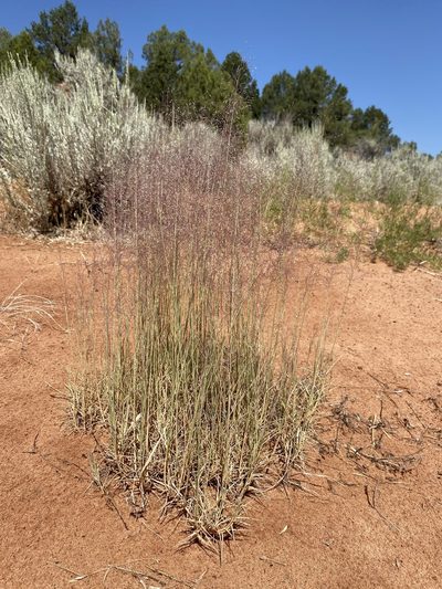 Muhlenbergia pungens, photographed by Matt Berger