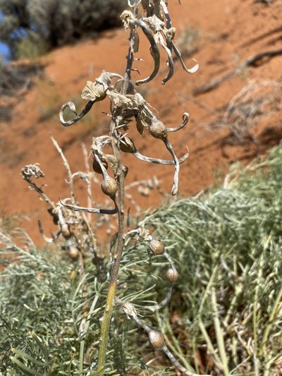 Sophora stenophylla, photographed by Matt Berger