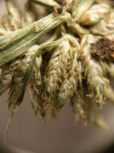 Cyperus nipponicus, photographed by Zihao Wang