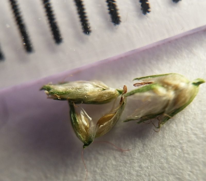 Cyperus nipponicus, photographed by Zihao Wang