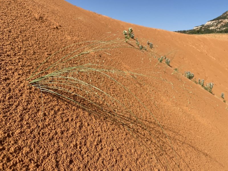 Muhlenbergia multiflora, photographed by Matt Berger