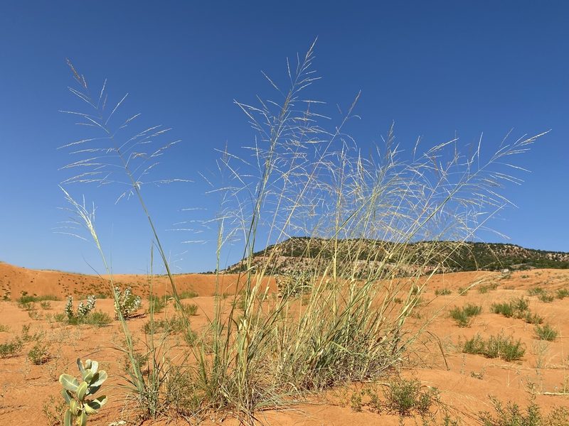 Sporobolus arenicola, photographed by Matt Berger