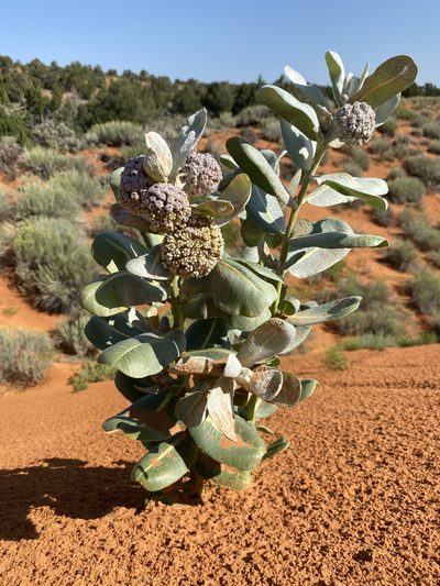 Asclepias welshii, photographed by Matt Berger