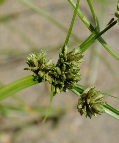 Cyperus nipponicus, photographed by Zihao Wang