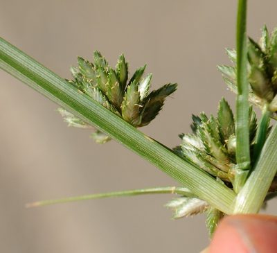 Cyperus nipponicus, photographed by Zihao Wang