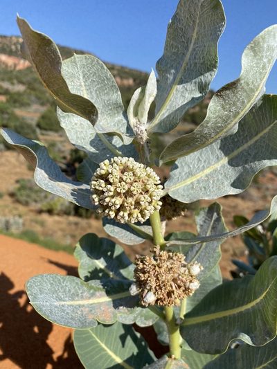 Asclepias welshii, photographed by Matt Berger