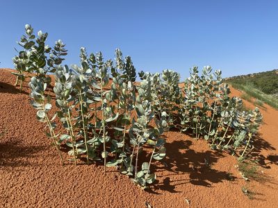 Asclepias welshii, photographed by Matt Berger