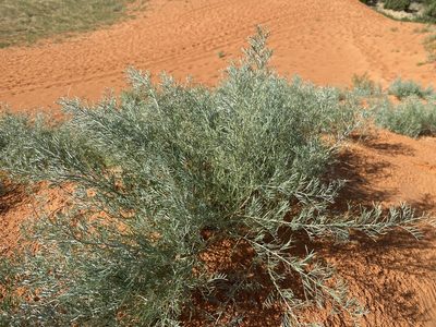 Sophora stenophylla, photographed by Matt Berger