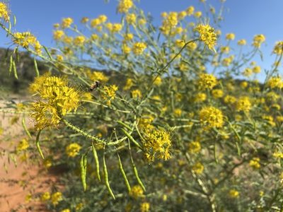 Cleomella lutea, photographed by Matt Berger