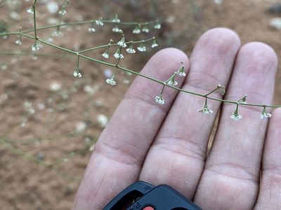 Eriogonum cernuum, photographed by Matt Berger