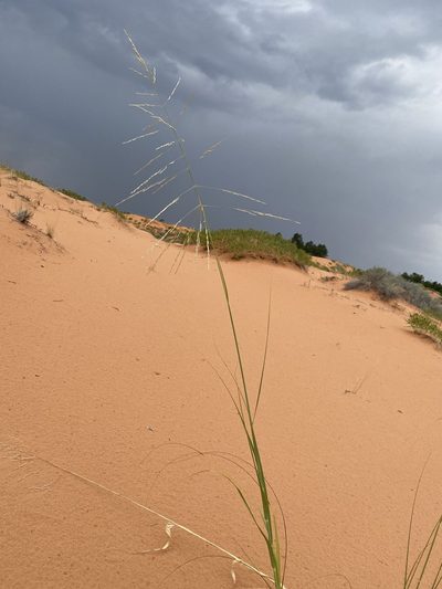Sporobolus arenicola, photographed by Matt Berger