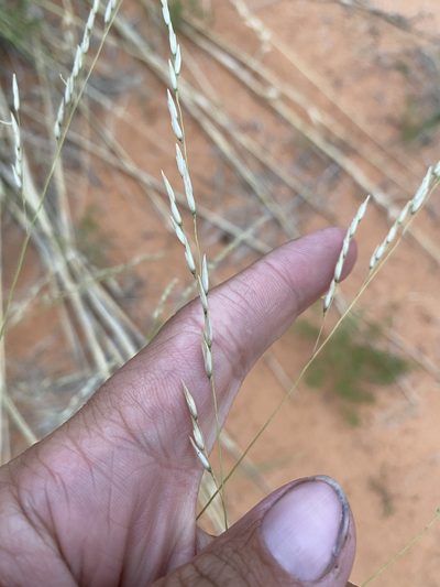 Sporobolus arenicola, photographed by Matt Berger