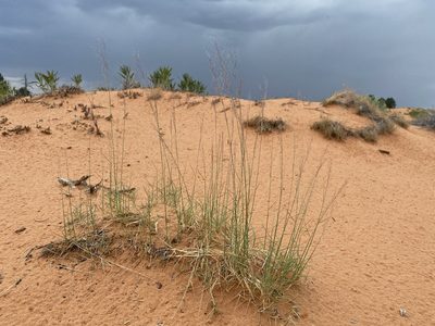 Muhlenbergia pungens, photographed by Matt Berger