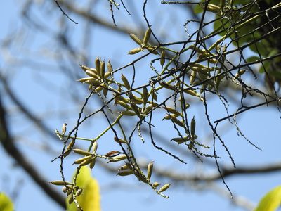 Cleisostoma paniculatum, photographed by Jacy Chen