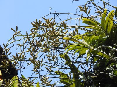 Cleisostoma paniculatum, photographed by Jacy Chen