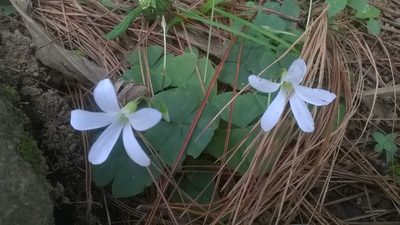 Oxalis triangularis, photographed by Greg III Espera