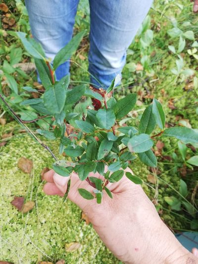 Salix myrtilloides, photographed by Татьяна Максимова