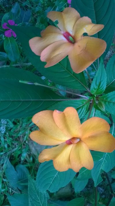 Impatiens platypetala, photographed by Greg III Espera