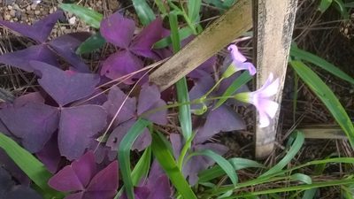 Oxalis triangularis, photographed by Greg III Espera
