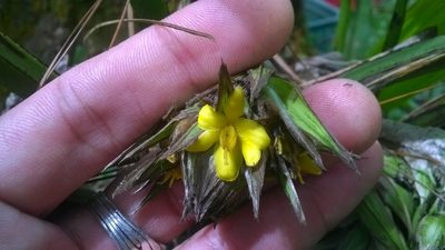 Curculigo capitulata, photographed by Greg III Espera