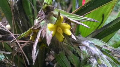 Curculigo capitulata, photographed by Greg III Espera