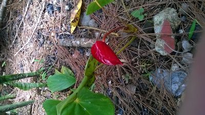 Anthurium andraeanum, photographed by Greg III Espera