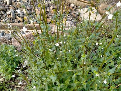 Nemesia floribunda, photographed by John Barkla