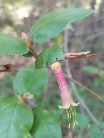 Correa lawrenceana, photographed by Vale Jenny Conolly