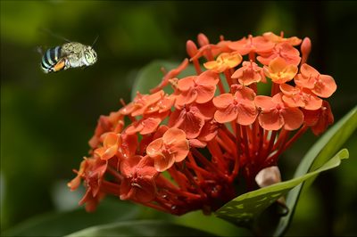 Ixora chinensis, photographed by sunnyjosef