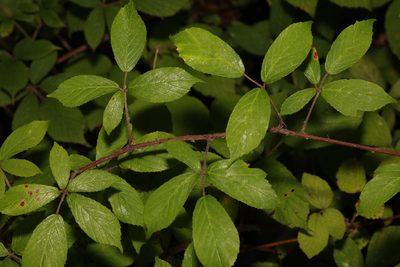 Rubus rufescens, photographed by Stephen James McWilliam