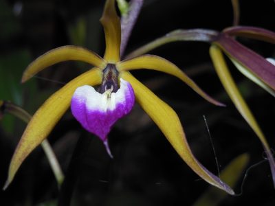 Prosthechea brassavolae, photographed by Neptalí Ramírez Marcial