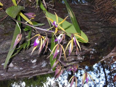 Prosthechea brassavolae, photographed by Neptalí Ramírez Marcial