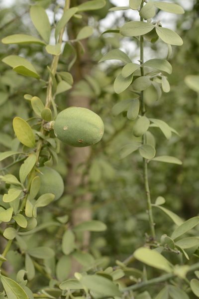 Balanites roxburghii, photographed by Siddarth Machado
