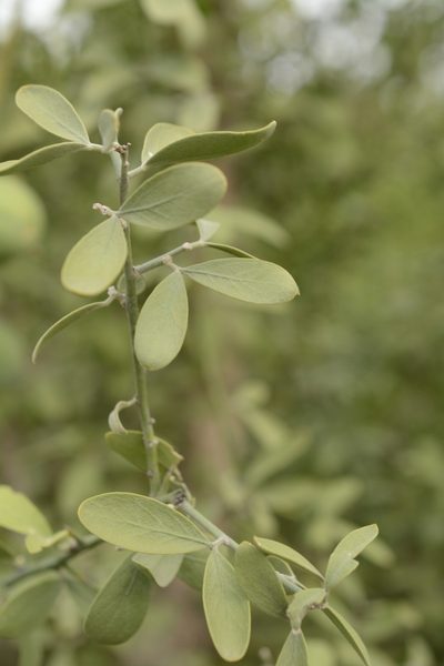 Balanites roxburghii, photographed by Siddarth Machado