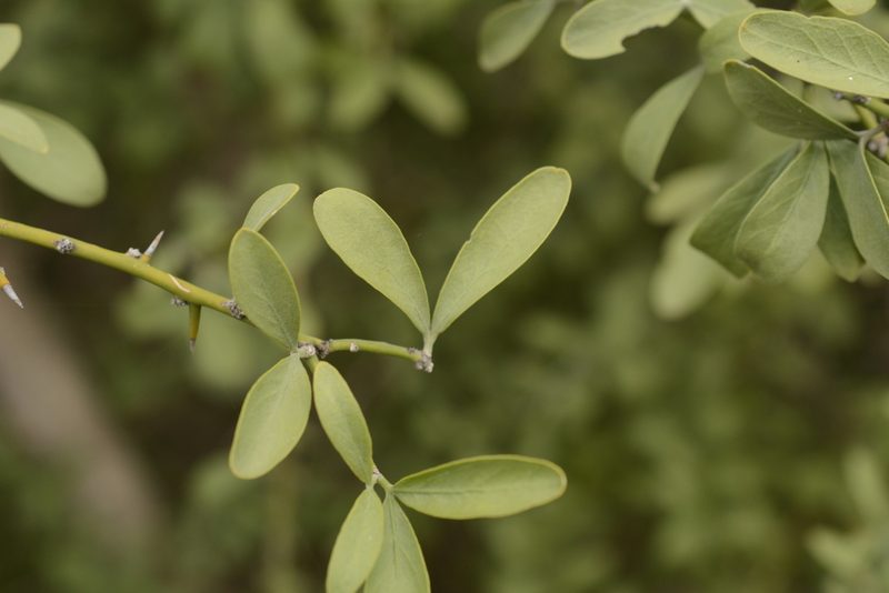 Balanites roxburghii, photographed by Siddarth Machado