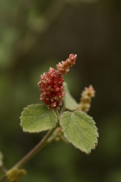 Acalypha capitata, photographed by Siddarth Machado