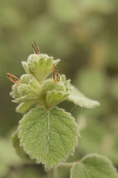 Acalypha capitata, photographed by Siddarth Machado