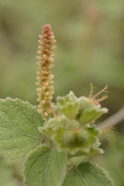 Acalypha capitata, photographed by Siddarth Machado